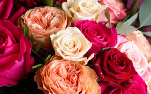 Combien de roses offrir ? Découvrez leur signification cachée !