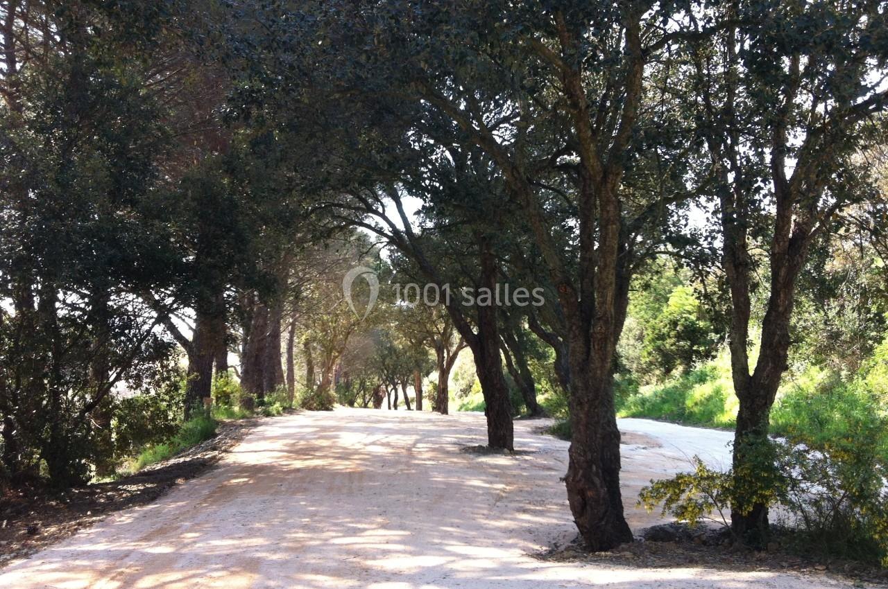 Allée bordée d'arbres offrant de l'ombre, avec un chemin de terre éclairé par la lumière naturelle.