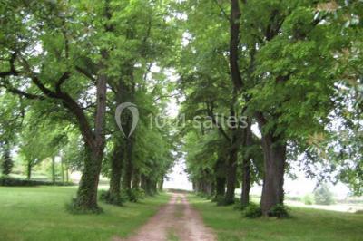 Chemin de terre bordé d'arbres verdoyants dans un paysage naturel calme.