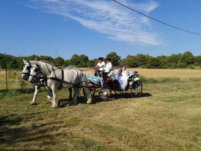 Deux chevaux blancs tirant une calèche avec un couple en tenue de mariage et un cocher dans un champ ensoleillé.