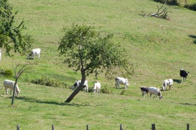 Paysage rural avec une ferme traditionnelle entourée de champs verdoyants et d'arbres sous un ciel nuageux.