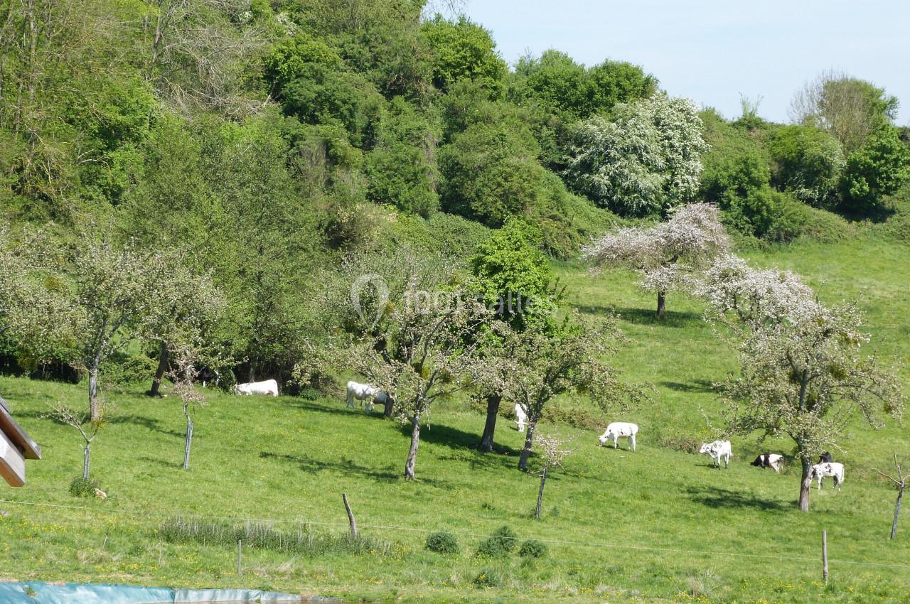 Des vaches paissent dans un pré verdoyant parsemé d'arbres en fleurs, avec une mare au premier plan.