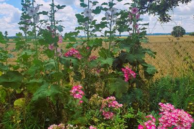 Lit simple avec couvre-lit fleuri dans une chambre lumineuse, éclairée par une lampe de chevet près d'une fenêtre.