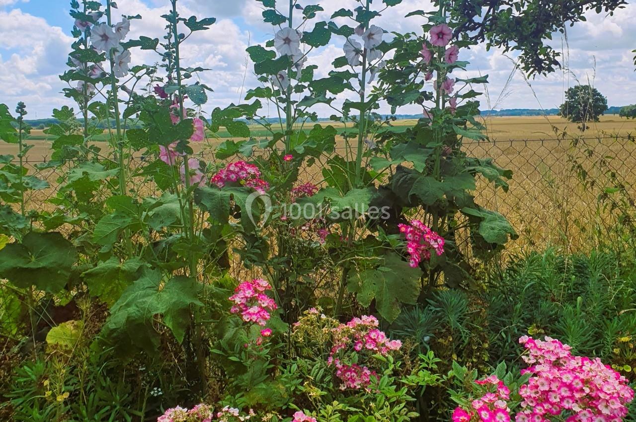 Fleurs roses et blanches poussant dans un jardin champêtre avec un champ doré et un ciel bleu en arrière-plan.