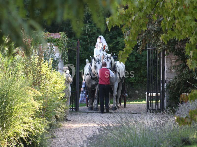 Un attelage de chevaux blancs tire une calèche avec une mariée, traversant une allée bordée de verdure.