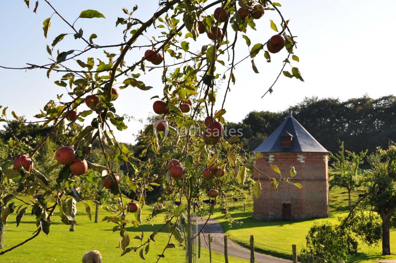 Location salle Montivilliers (Seine-Maritime) - Ferme d'Epaville #34 Branche de pommier chargée de fruits rouges dans un verger, avec un pigeonnier en briques au second plan.