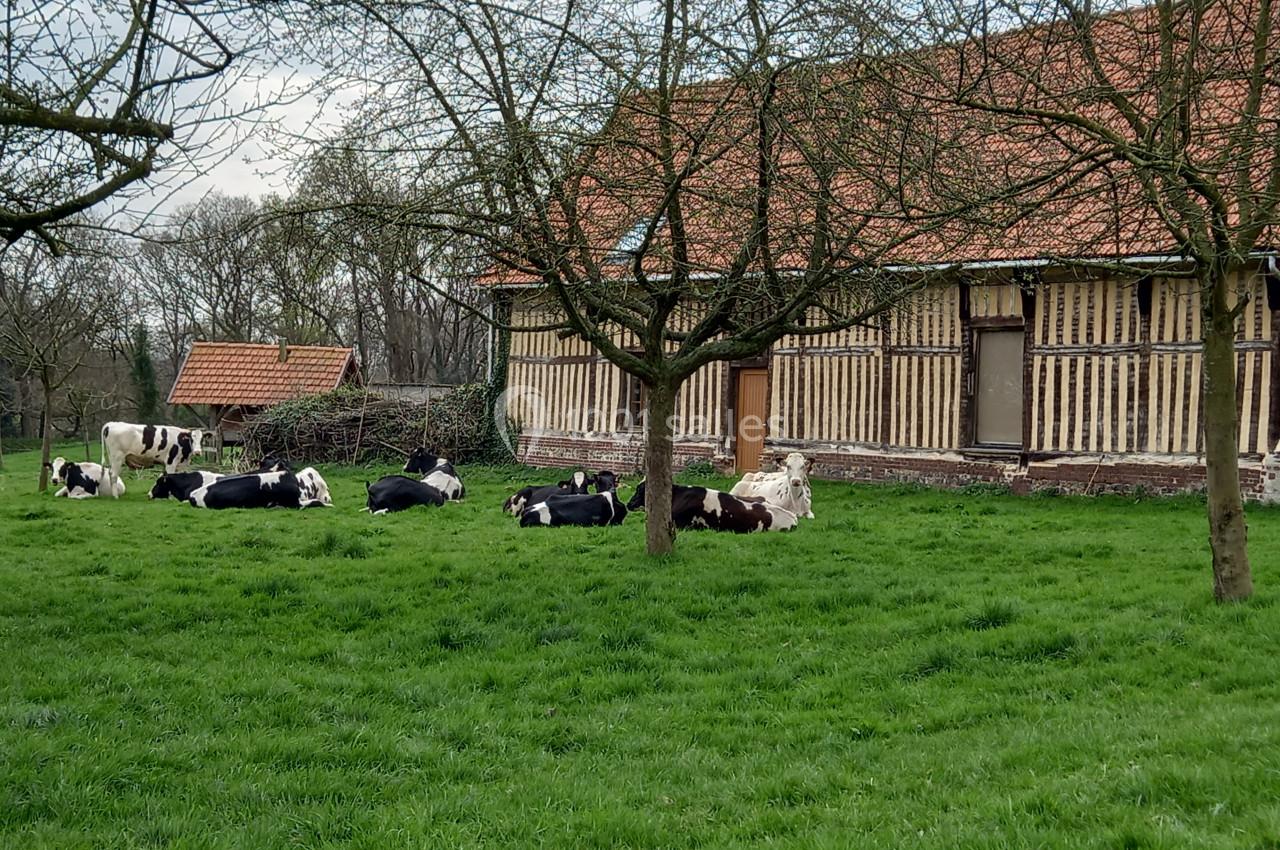 Location salle Montivilliers (Seine-Maritime) - Ferme d'Epaville #16 Vaches allongées sur une pelouse verte devant un bâtiment à colombages et des arbres sans feuilles.