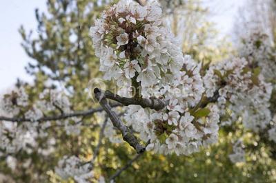 Cuisine lumineuse avec table en bois et nappe à carreaux rouges, chaises, plan de travail en métal et fenêtre ouverte.