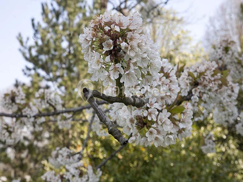 Branche d'arbre en fleurs blanches au printemps, avec un arrière-plan flou de végétation et de ciel clair.