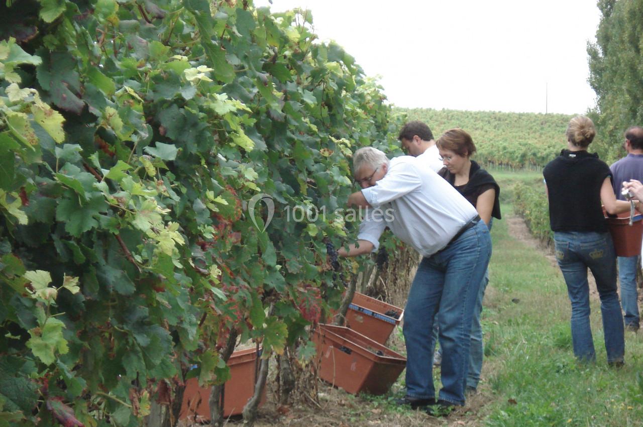 Des personnes récoltent des grappes de raisin dans une vigne, avec des seaux posés au sol.