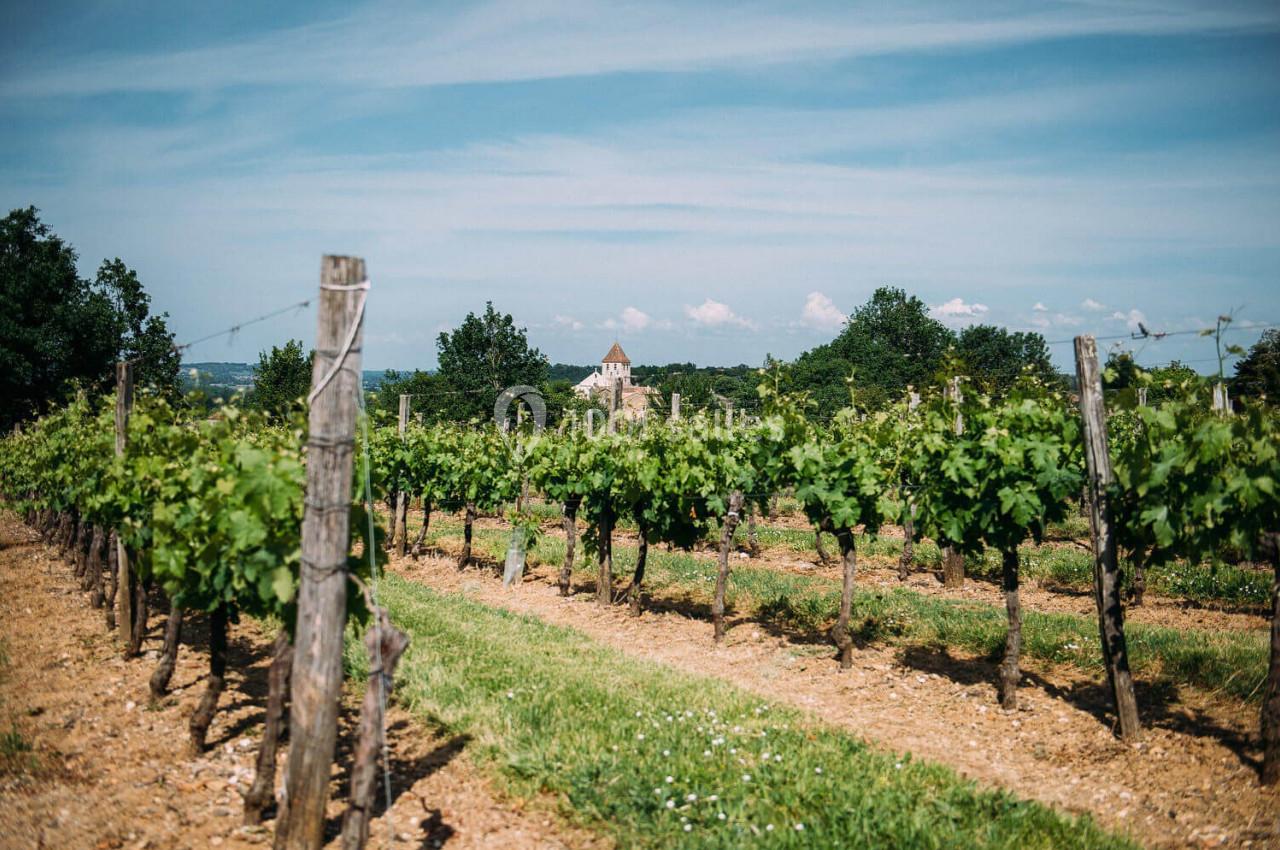 Vignes verdoyantes alignées sous un ciel bleu, avec un bâtiment en pierre visible à l'arrière-plan.