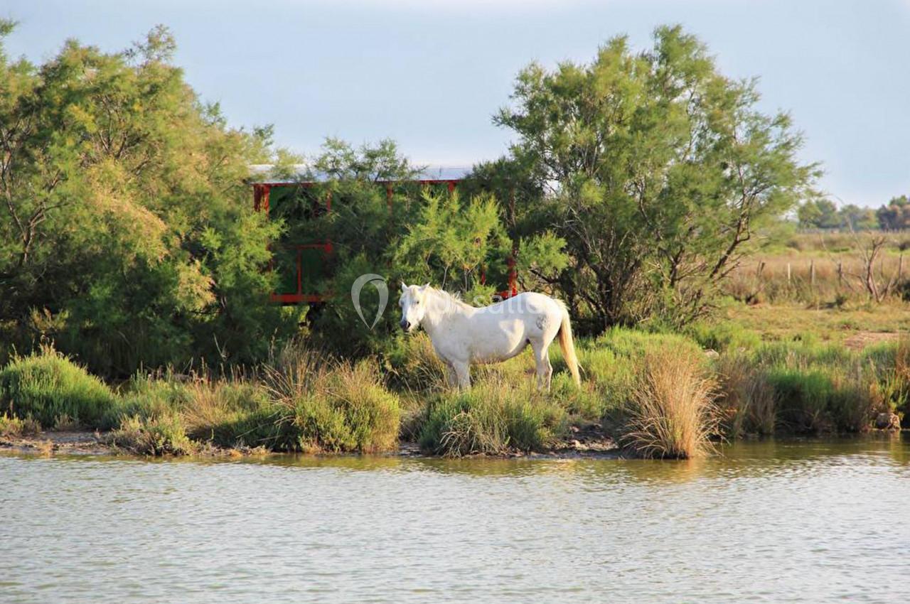 Cheval blanc se tenant près d'un étang, entouré de végétation et d'arbustes dans un paysage naturel.