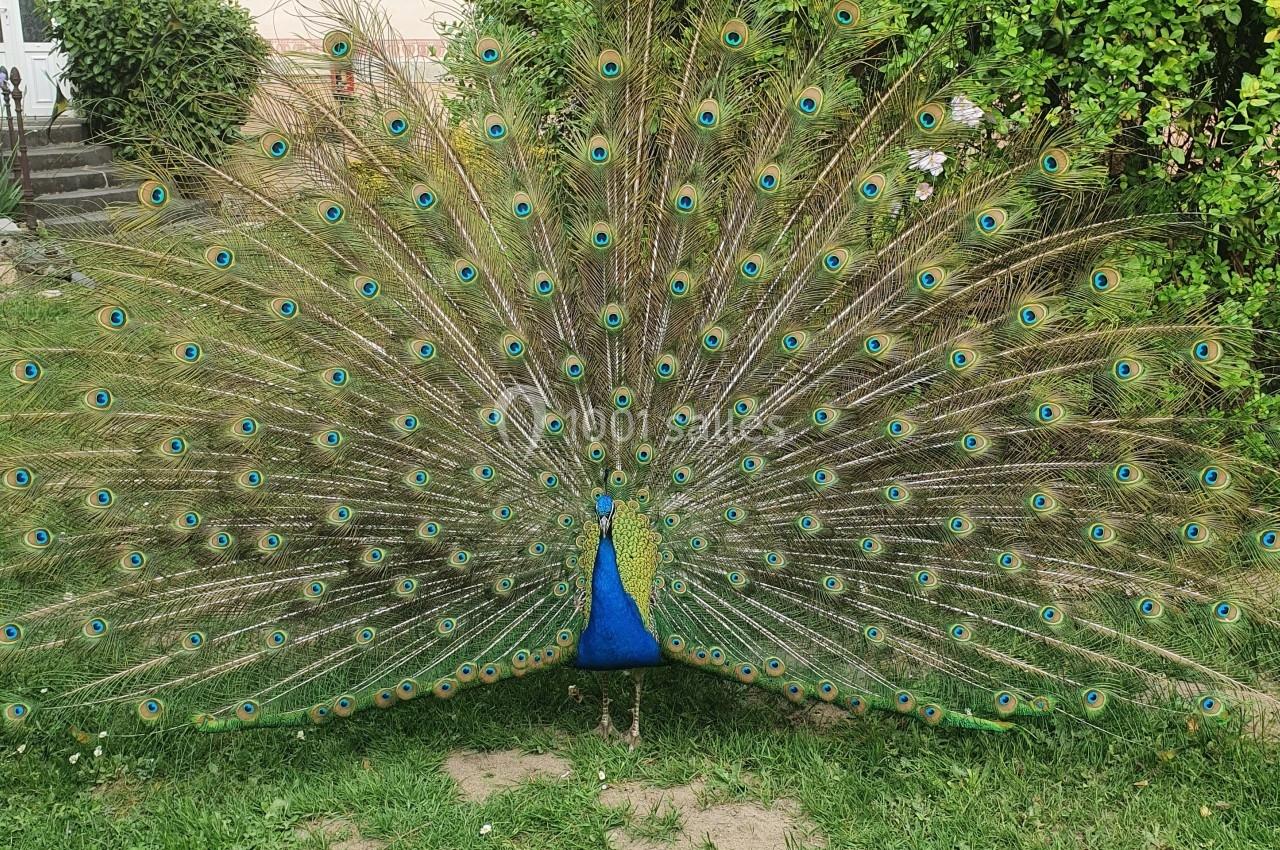 Paon avec plumage déployé, affichant des motifs colorés en forme d'yeux, dans un jardin verdoyant.