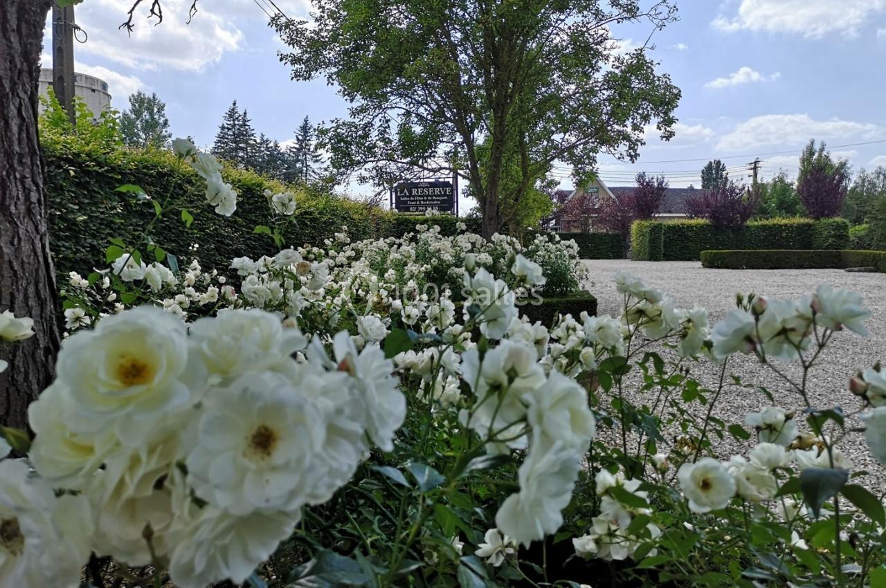 Massif de roses blanches en premier plan, allée gravillonnée et arbres sous un ciel partiellement nuageux.