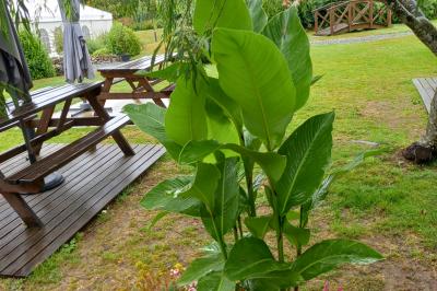 Deux balais déguisés en mariés avec robe et costume, posés devant une tente blanche et un cadre décoratif.