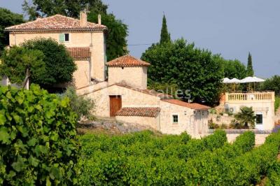 Champ de lavande au premier plan avec des vignes verdoyantes en arrière-plan et des collines à l'horizon.