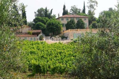 Champ de lavande au premier plan avec des vignes verdoyantes en arrière-plan et des collines à l'horizon.