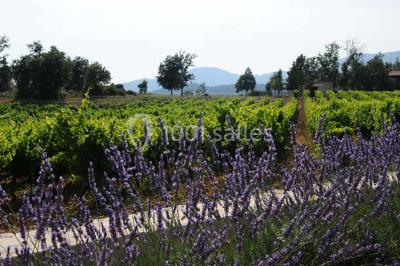 Champ de lavande au premier plan avec des vignes verdoyantes en arrière-plan et des collines à l'horizon.