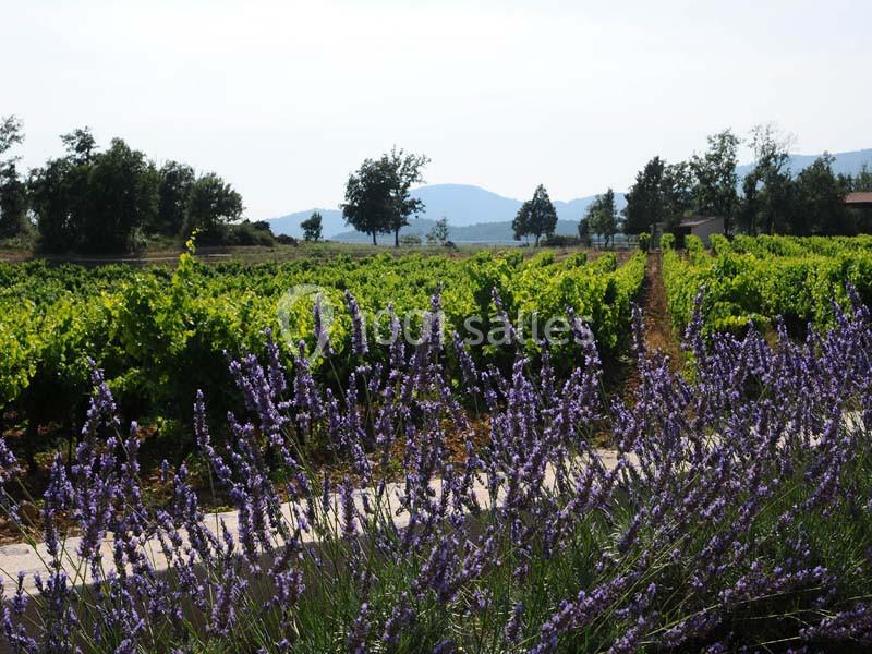Champ de lavande au premier plan avec des vignes verdoyantes en arrière-plan et des collines à l'horizon.
