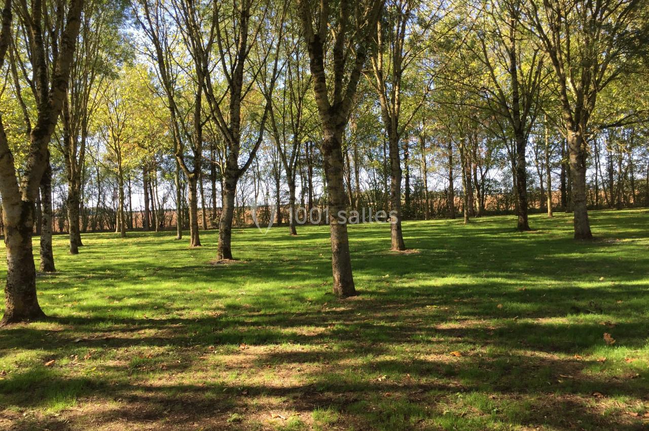 Bosquet d'arbres sur une pelouse verdoyante, éclairé par la lumière du soleil à travers les feuillages.