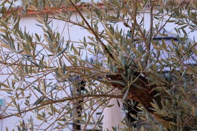 Location salle Épernay (Marne) - Cellier 1924 #28