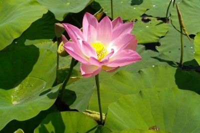 Champ de lotus en fleurs avec des feuilles vertes, des bourgeons et un étang en arrière-plan, entouré d'arbres.
