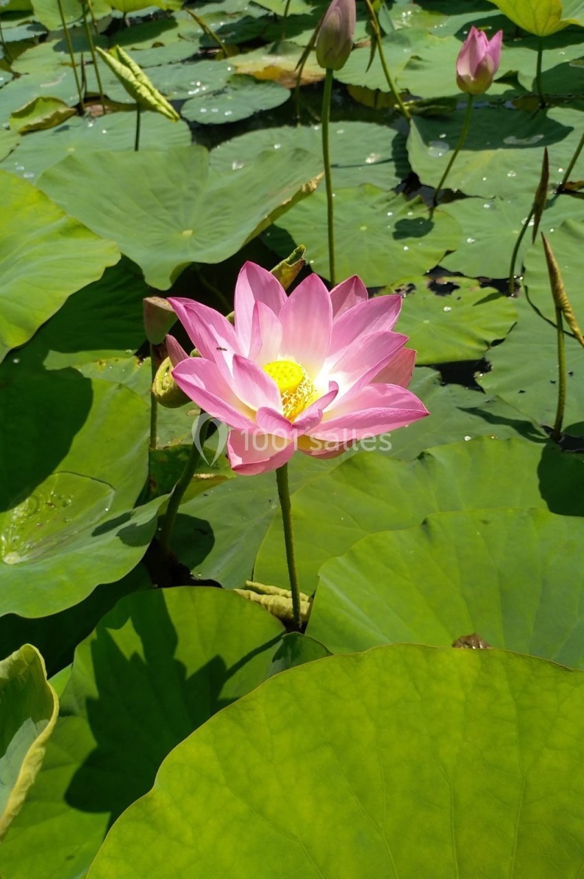 Fleur de lotus rose épanouie au milieu de larges feuilles vertes flottant sur l'eau.