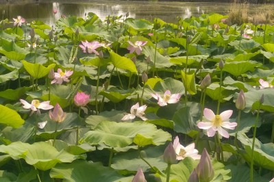 Champ de lotus en fleurs avec des feuilles vertes, des bourgeons et un étang en arrière-plan, entouré d'arbres.
