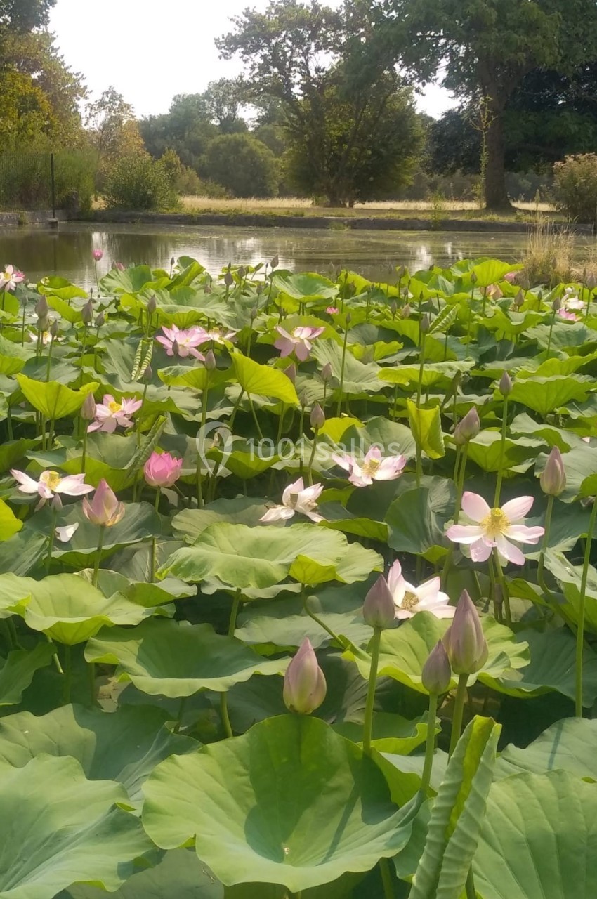 Champ de lotus en fleurs avec des feuilles vertes, des bourgeons et un étang en arrière-plan, entouré d'arbres.