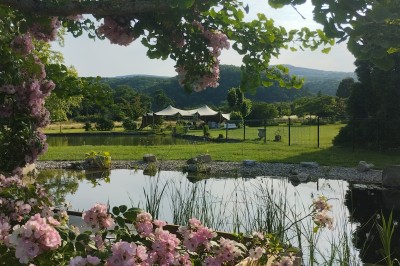 Champ de lotus en fleurs avec des feuilles vertes, des bourgeons et un étang en arrière-plan, entouré d'arbres.