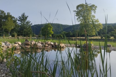 Champ de lotus en fleurs avec des feuilles vertes, des bourgeons et un étang en arrière-plan, entouré d'arbres.