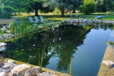 Champ de lotus en fleurs avec des feuilles vertes, des bourgeons et un étang en arrière-plan, entouré d'arbres.