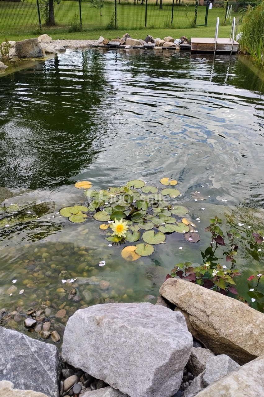 Étang avec nénuphars, eau ondulante, bordure de pierres et végétation environnante sous un ciel dégagé.
