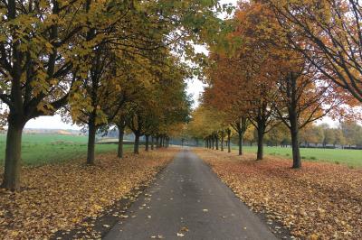 L'allée d'érables en automne