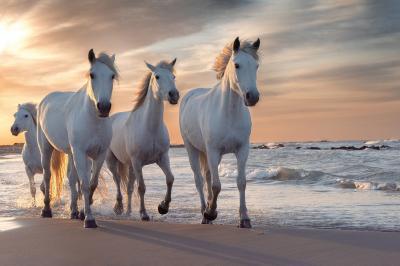 Quatre chevaux blancs galopent sur une plage au bord de l'eau, sous un ciel de coucher de soleil.