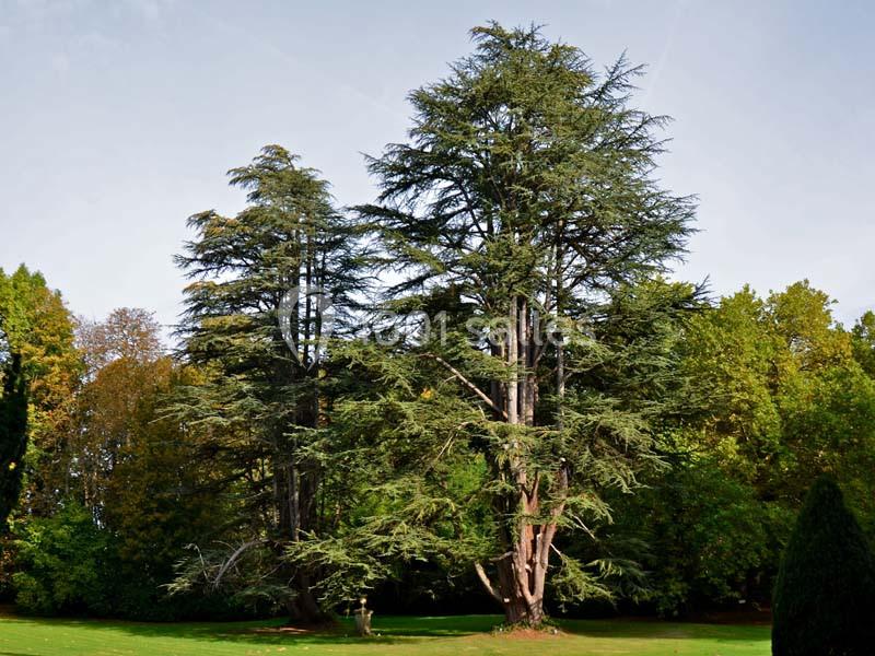 Location salle Saint-Laurent-les-Églises (Haute-Vienne) - Château de Walmath #19