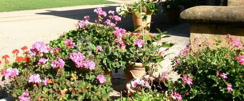 Des pots de fleurs colorées, principalement des géraniums, disposés sur une terrasse ensoleillée près d'un muret.