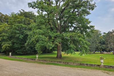 Table de buffet décorée de pampas, éclairée par des lumières violettes, avec plats et condiments disposés.