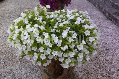 Location salle Sauve (Gard) - Château De Valfons #24