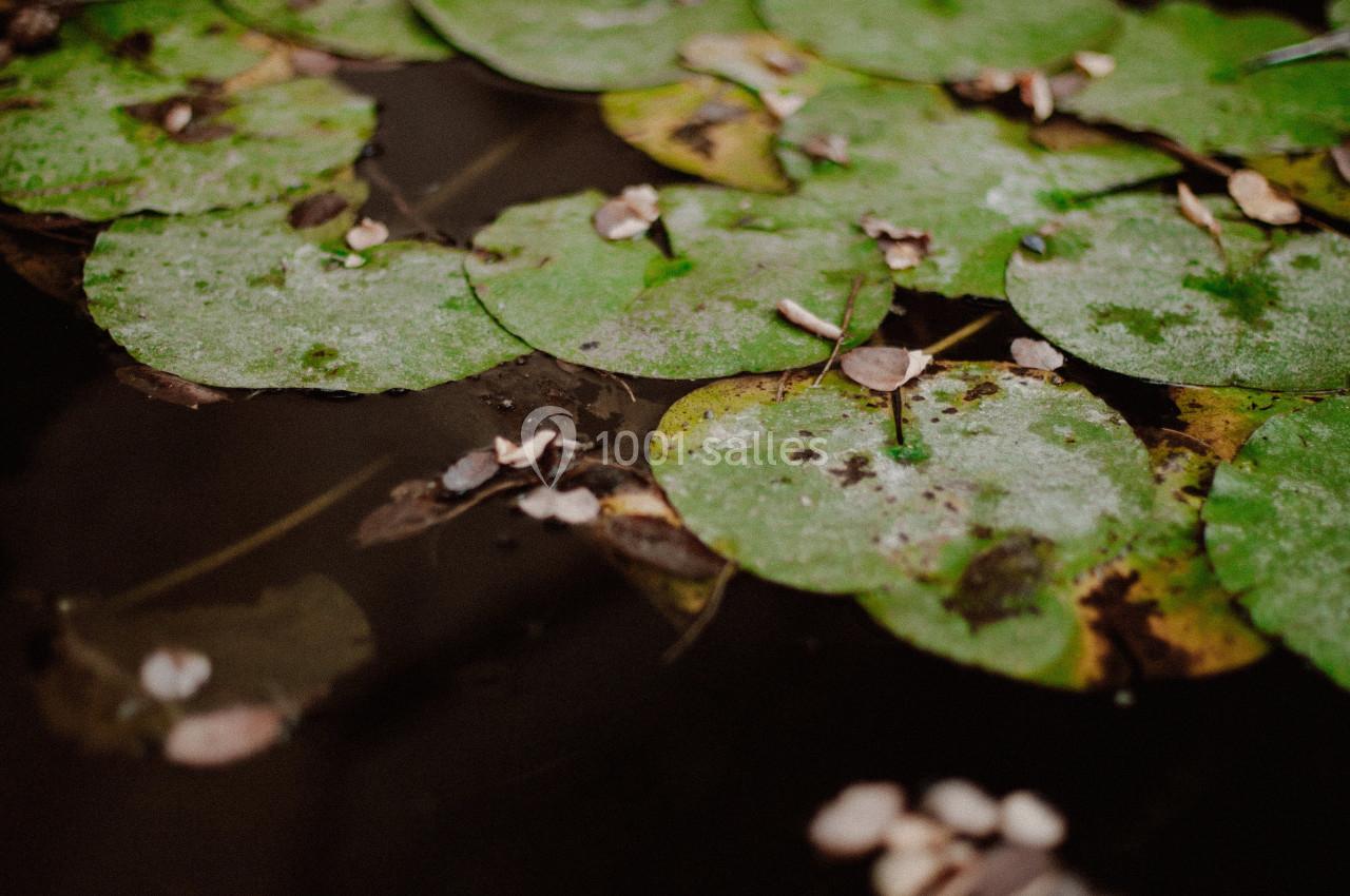 Nénuphars flottant à la surface d'une eau sombre, entourés de petites feuilles et débris végétaux.
