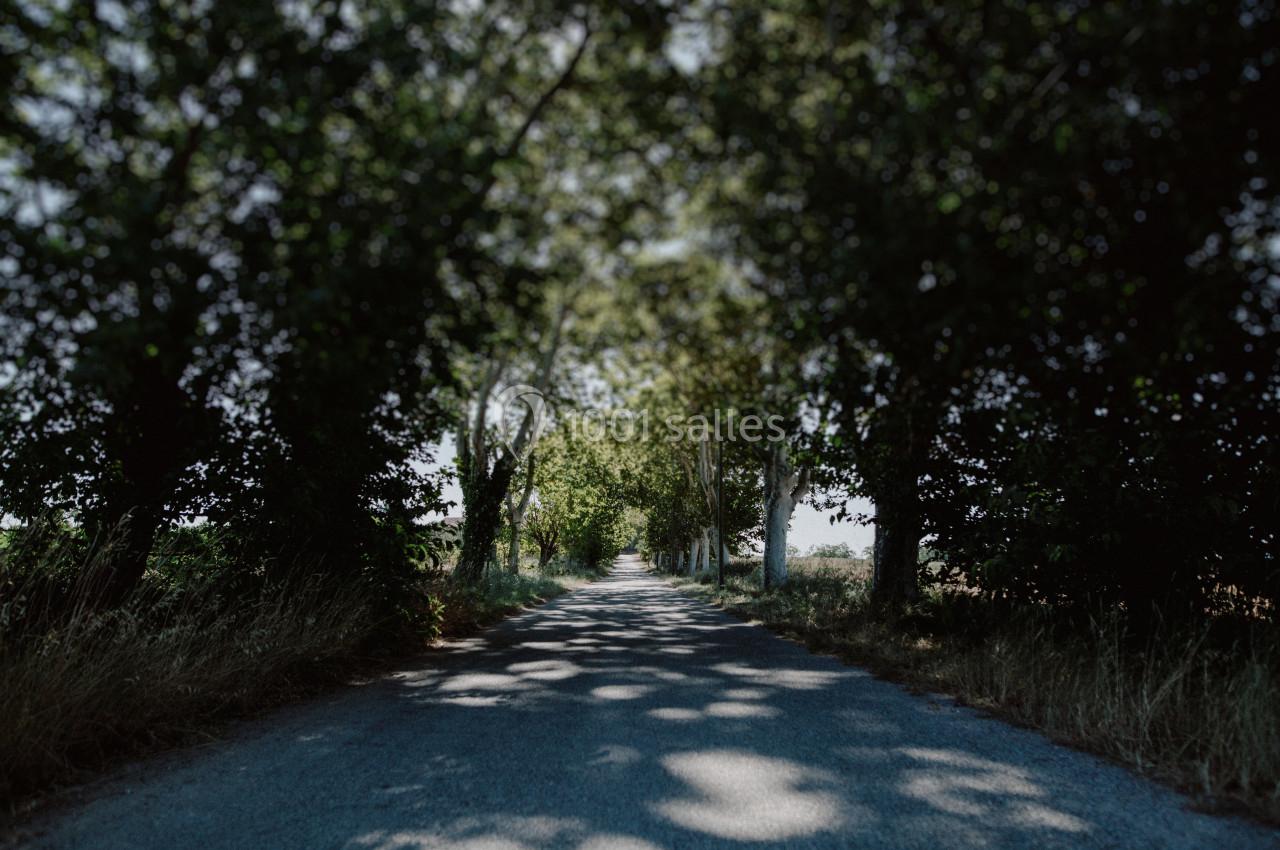 Route étroite bordée d'arbres formant une voûte ombragée, avec lumière filtrant à travers le feuillage.