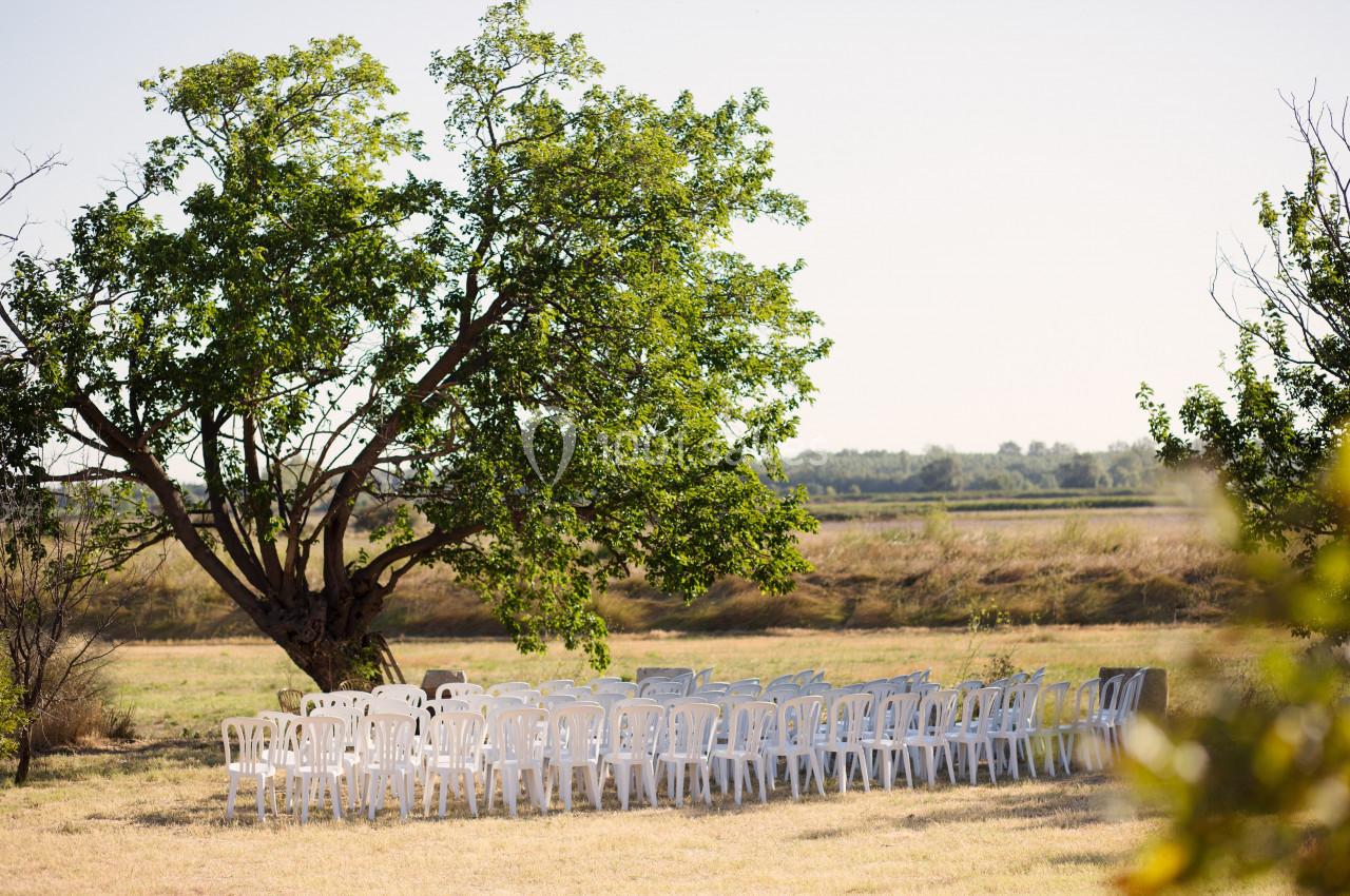 Chaises blanches disposées en rangées sous un arbre dans un champ, prêtes pour un événement en plein air.