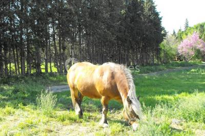 Miniature Location salle Lamanon (Bouches-du-Rhône) - Domaine De Beauvezet #8 Location salle Lamanon (Bouches-du-Rhône) - Domaine De Beauvezet #22