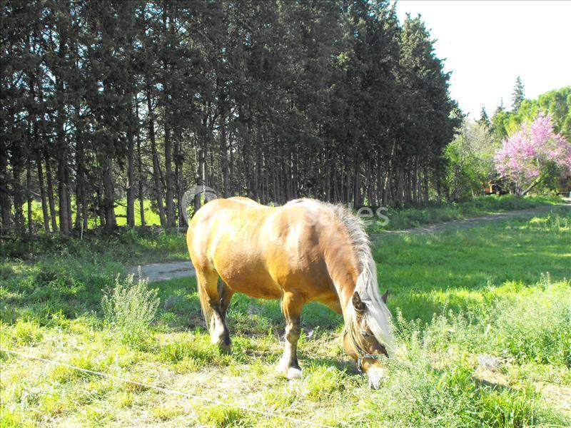 Location salle Lamanon (Bouches-du-Rhône) - Domaine De Beauvezet #8
