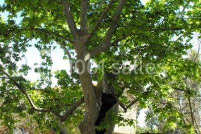 Miniature Location salle Lamanon (Bouches-du-Rhône) - Domaine De Beauvezet #19 Location salle Lamanon (Bouches-du-Rhône) - Domaine De Beauvezet #22