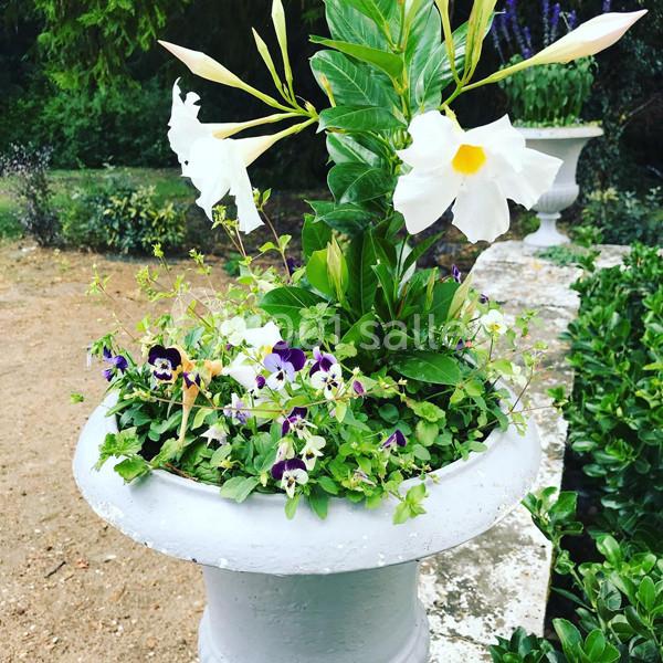 Pot en pierre blanche contenant des fleurs blanches, des pensées violettes et des feuillages verts, dans un jardin.