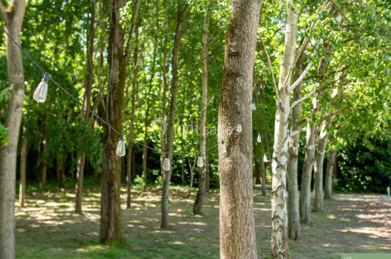 Guirlande lumineuse suspendue entre des arbres dans un sous-bois verdoyant par une journée ensoleillée.