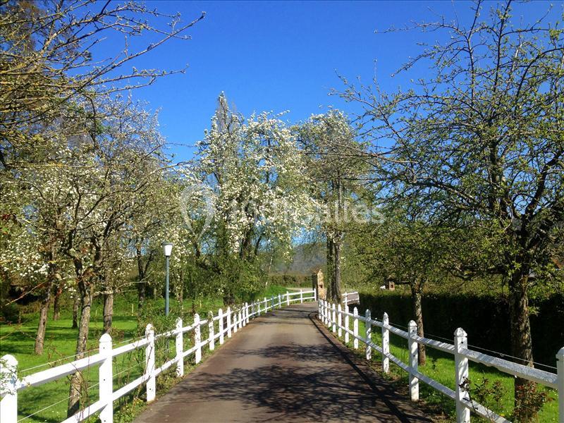 Chemin bordé d'arbres en fleurs et de clôtures blanches sous un ciel bleu clair.