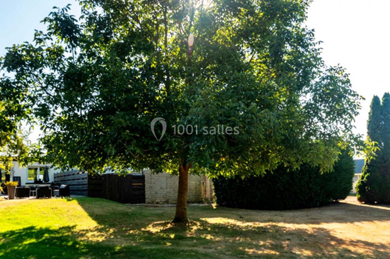 Un grand arbre feuillu dans un jardin ensoleillé, entouré de haies et de bâtiments en arrière-plan.