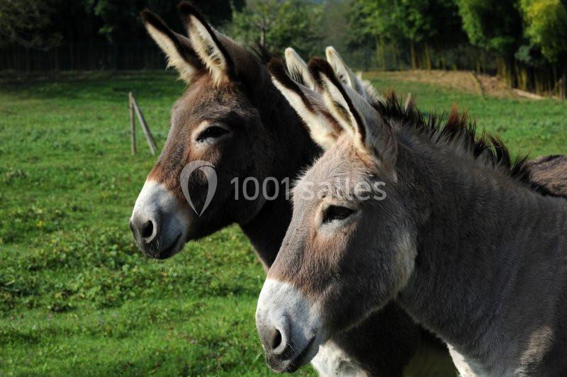 Deux ânes bruns et gris debout dans un pré verdoyant, avec des arbres en arrière-plan.